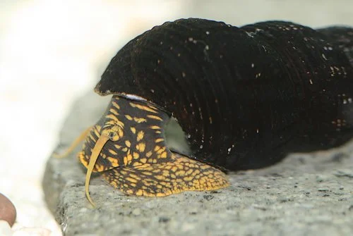Golden spot Sulawesi Tornsnegl (Tylomelania sp.)